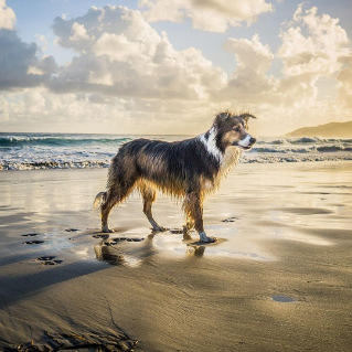 Top 10 Dog-Friendly Road Trips in NSW